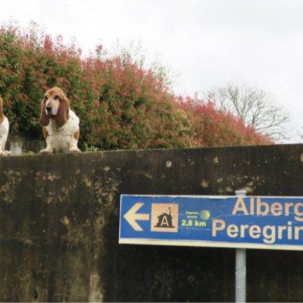 Friends Along the Camino